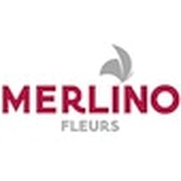 MERLINO FLEURS